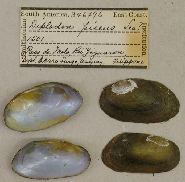 image of lot USNM_346796 image of lot USNM_346796