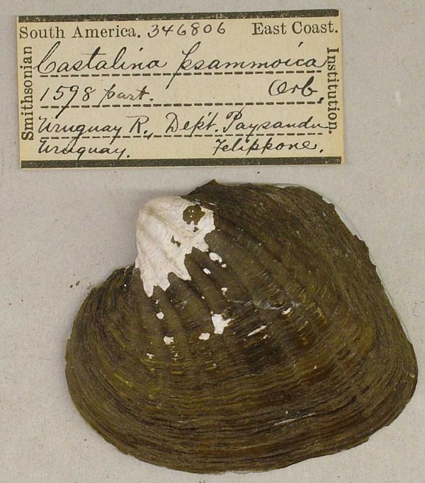 specimen