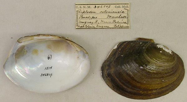 image of lot USNM_346807 image of lot USNM_346807