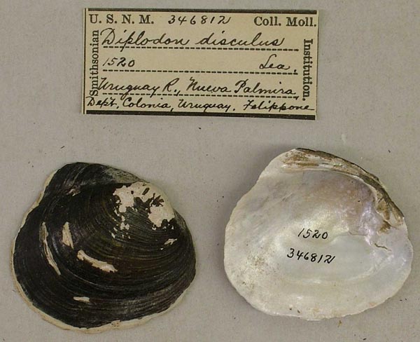 image of lot USNM_346812 image of lot USNM_346812