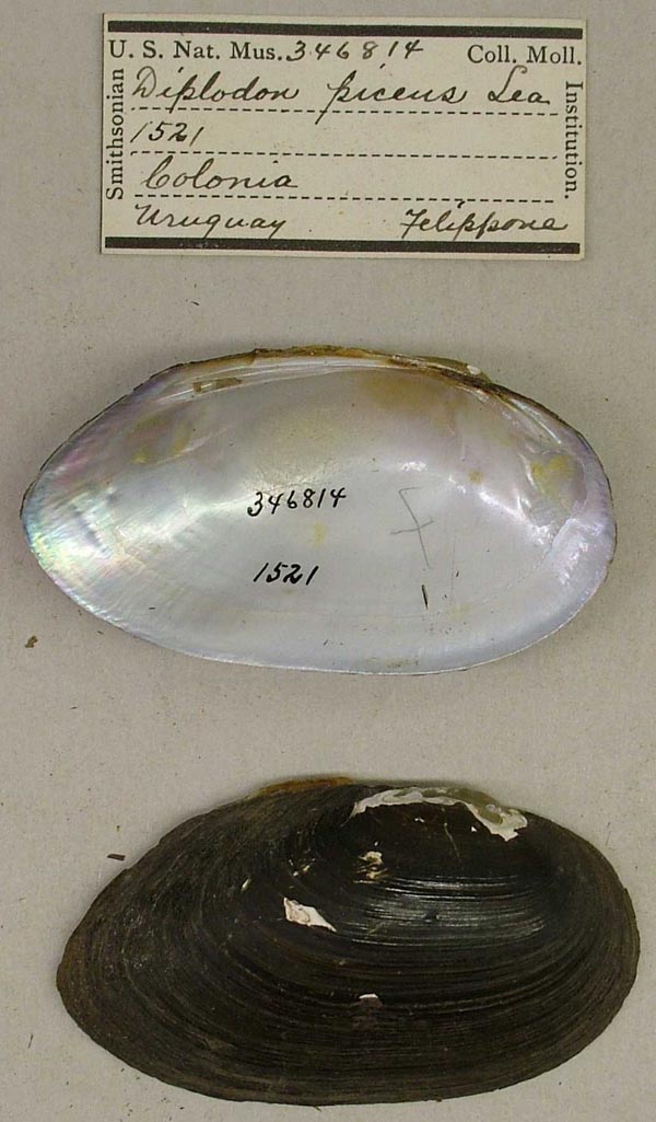 image of lot USNM_346814 image of lot USNM_346814