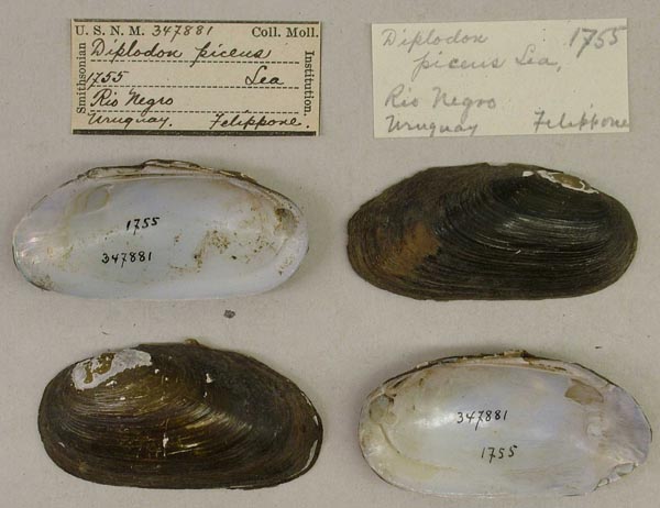specimen