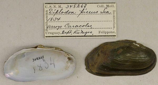 image of lot USNM_348267 image of lot USNM_348267