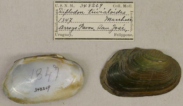 specimen
