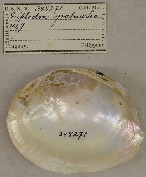 specimen