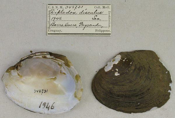 image of lot USNM_348731 image of lot USNM_348731