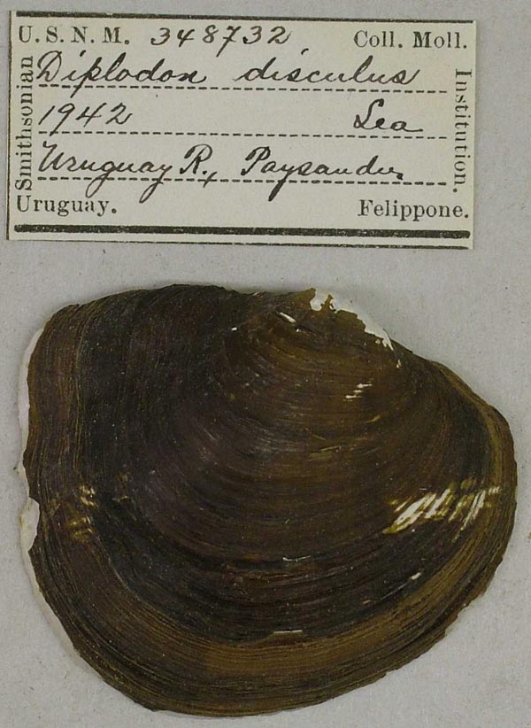 specimen