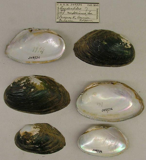 specimen