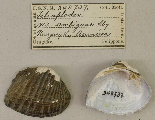specimen