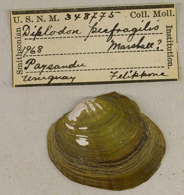 specimen