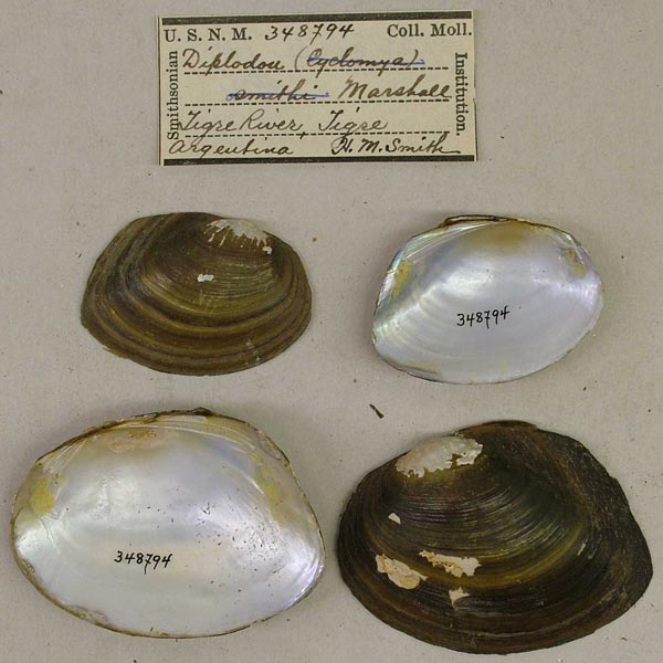 specimen
