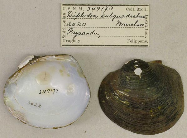 specimen