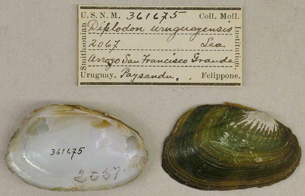 specimen