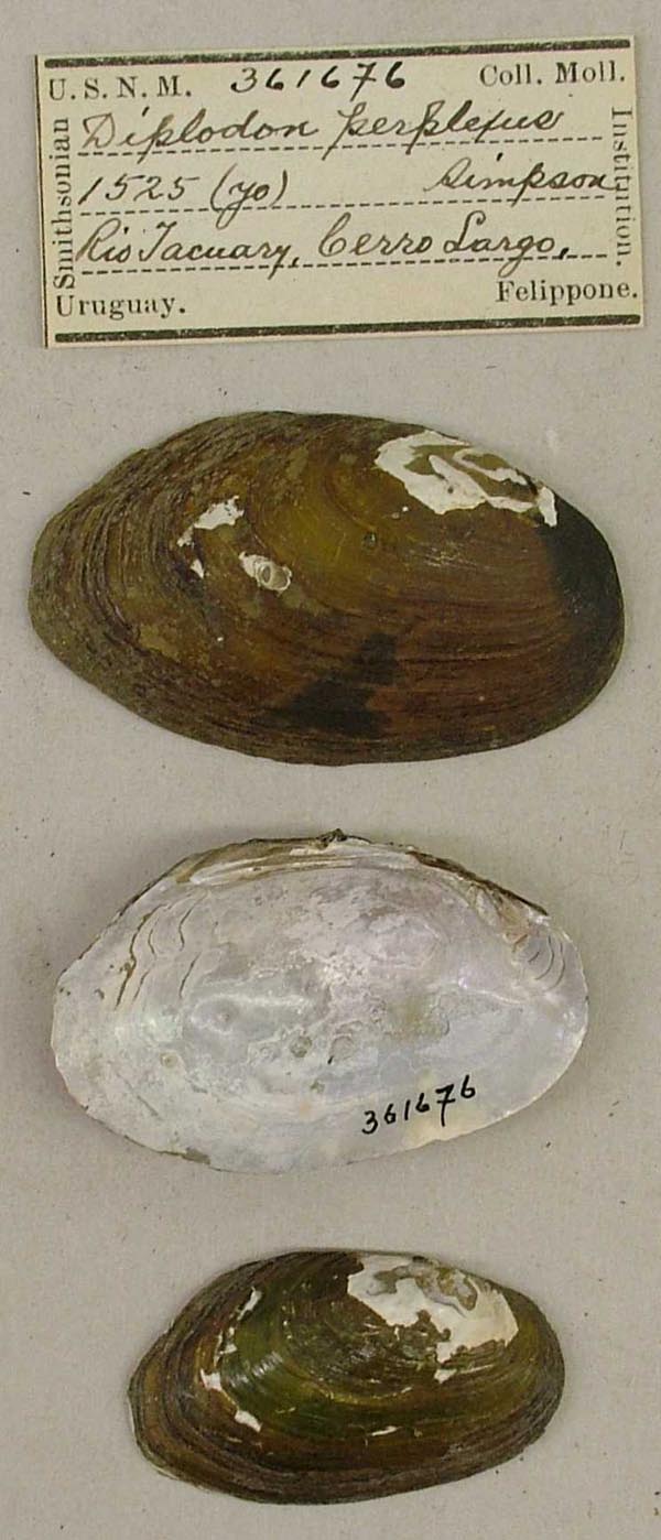 image of lot USNM_361676 image of lot USNM_361676