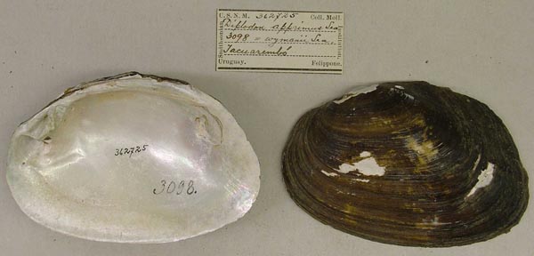 specimen