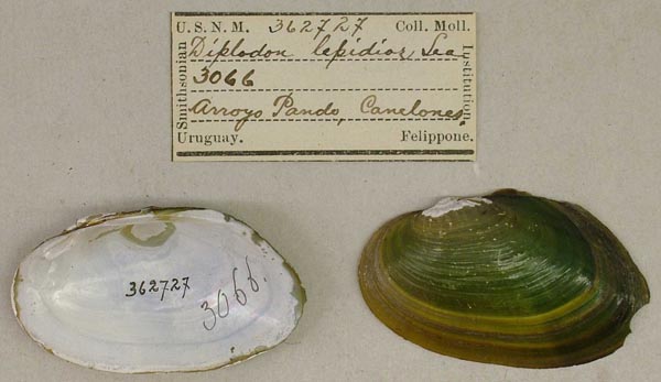 specimen