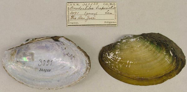 specimen