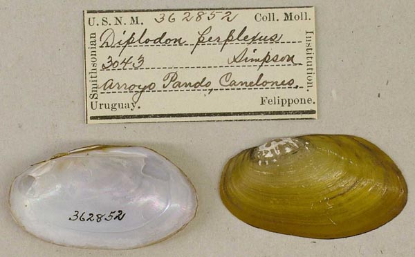 specimen