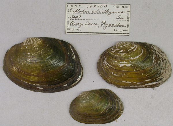 specimen