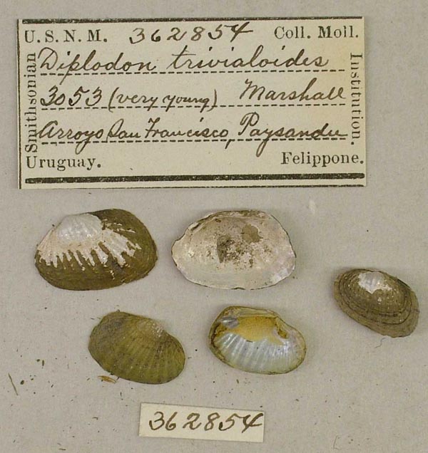 specimen