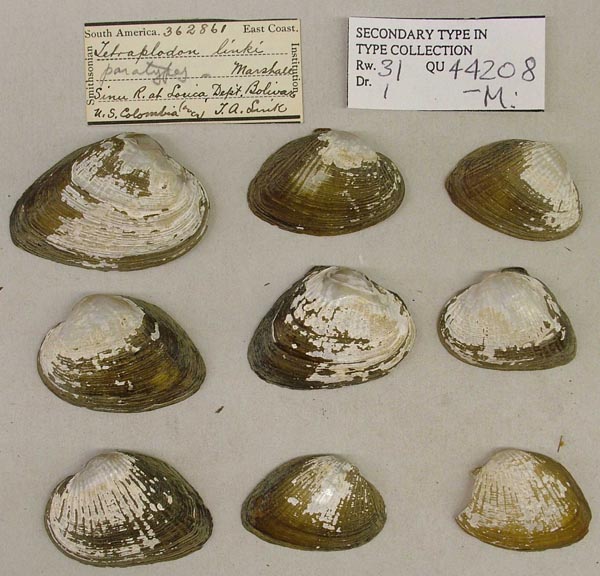 specimen