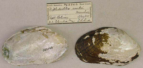 specimen