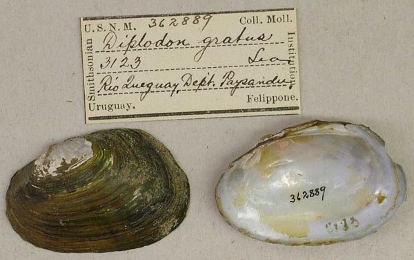 specimen