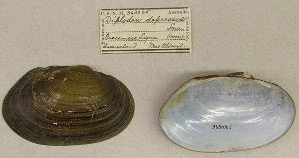 specimen