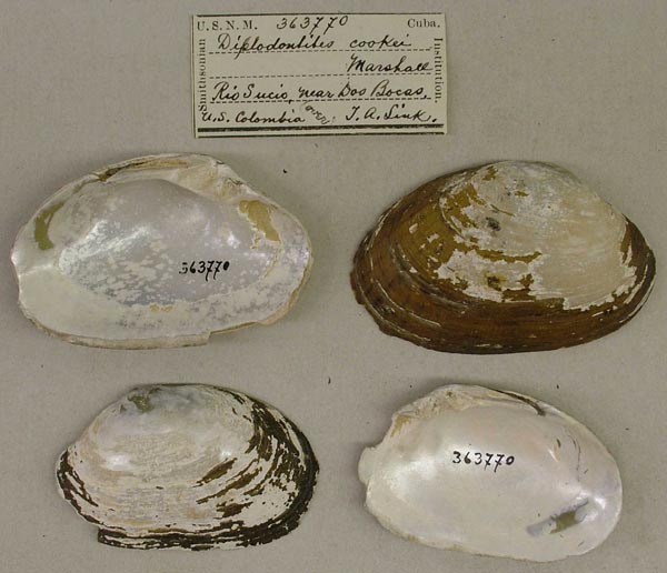 specimen