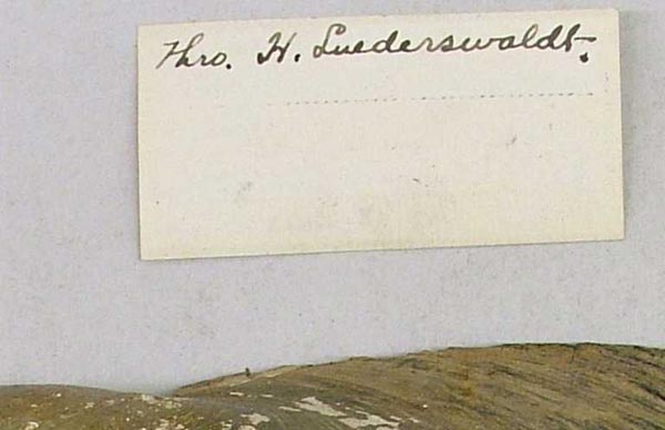 specimen