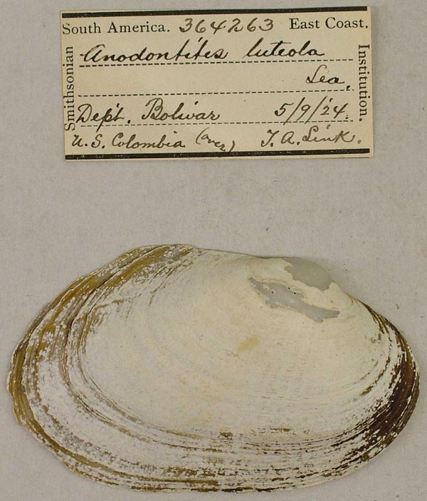 specimen