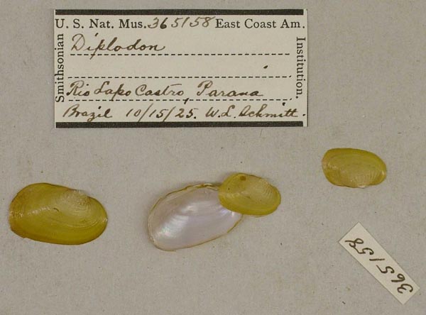specimen