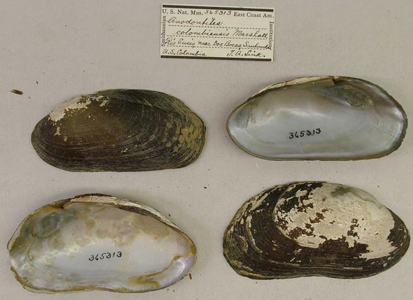specimen