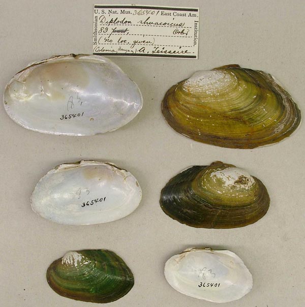 specimen