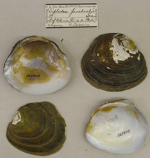 image of lot USNM_365403 image of lot USNM_365403