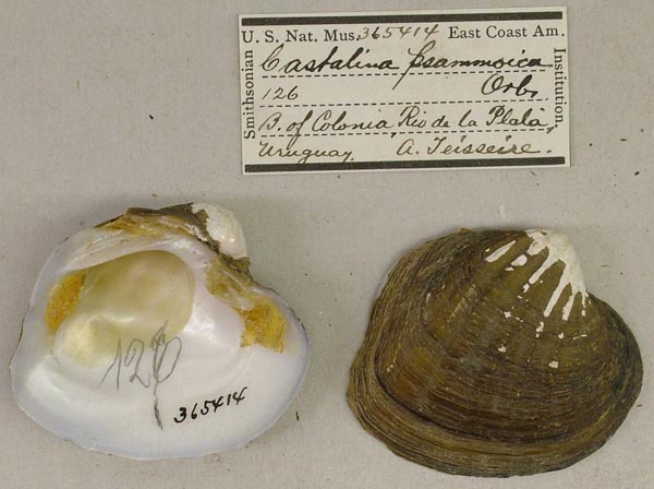 specimen