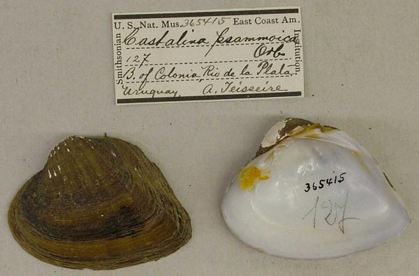 specimen