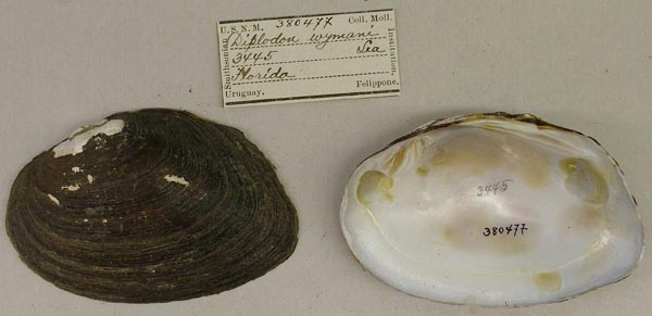 specimen