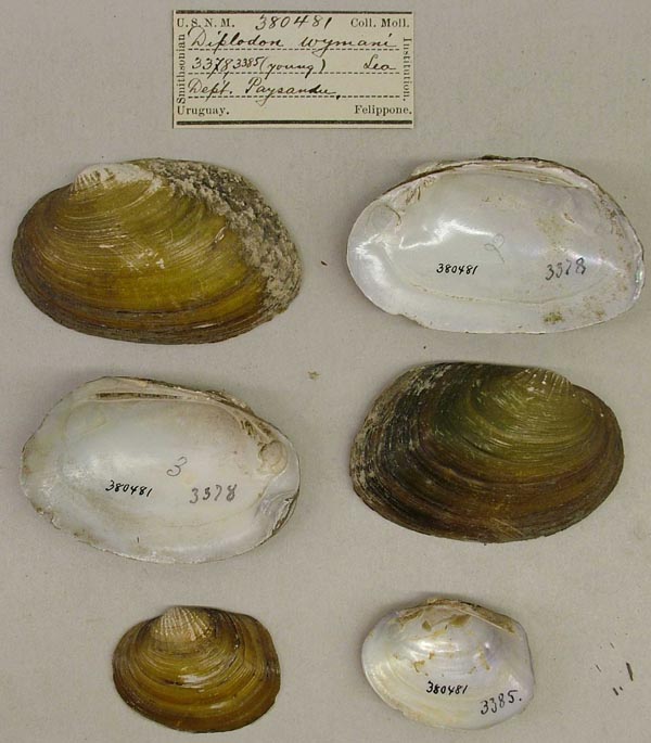 specimen