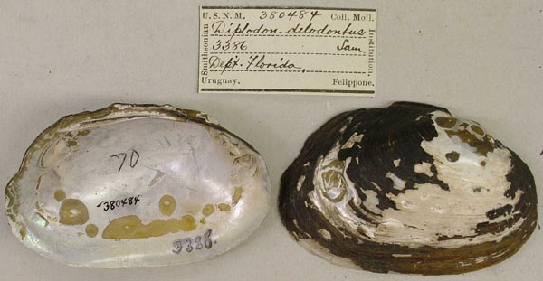 specimen