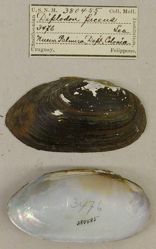 specimen