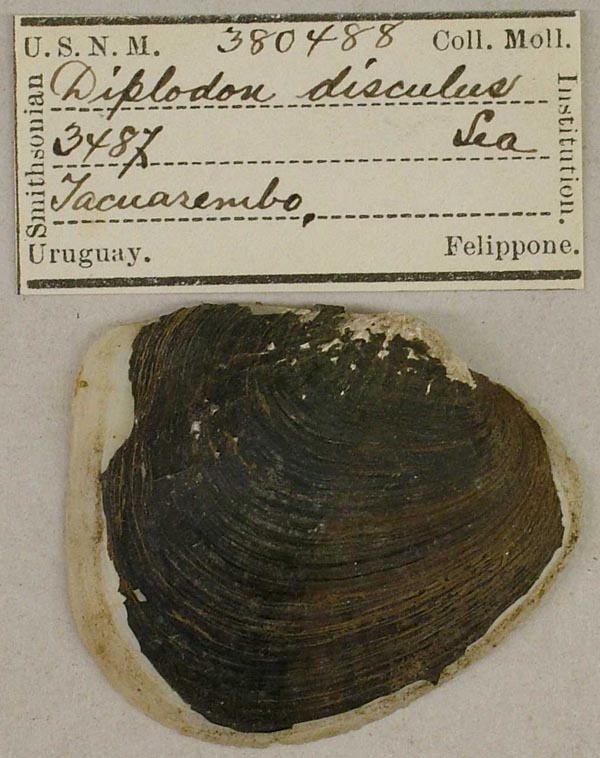 specimen