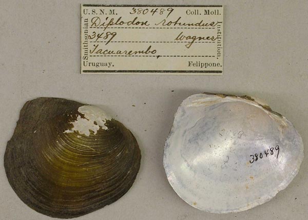 specimen