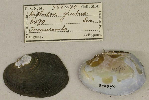 specimen