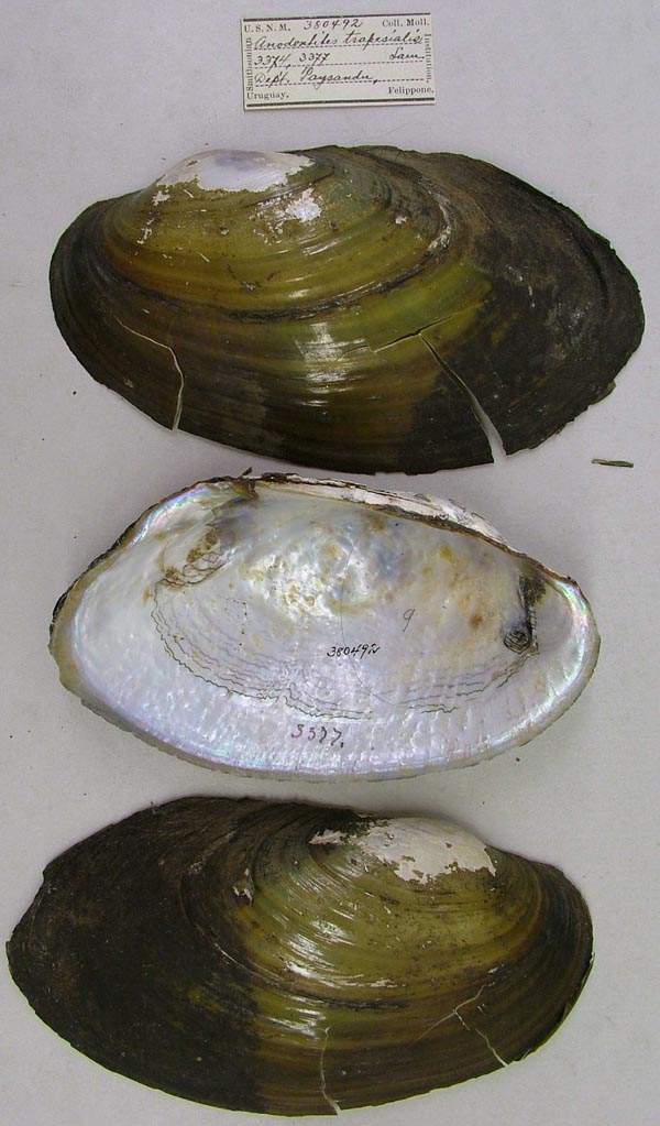 specimen