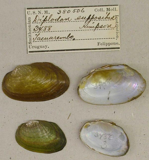 specimen