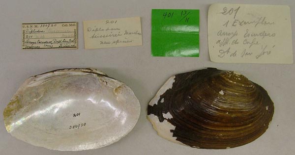 specimen