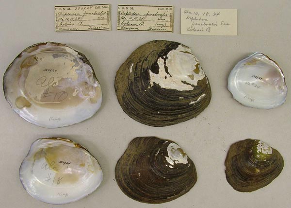 image of lot USNM_380724 image of lot USNM_380724