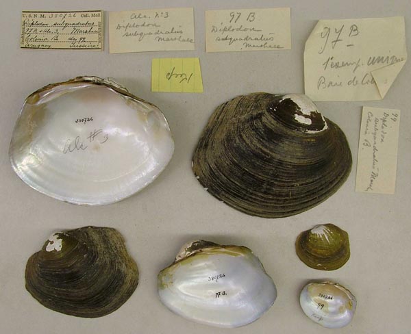 specimen