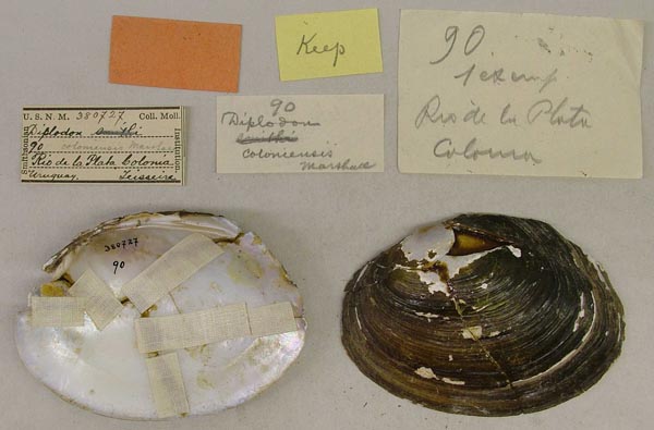 image of lot USNM_380727 image of lot USNM_380727